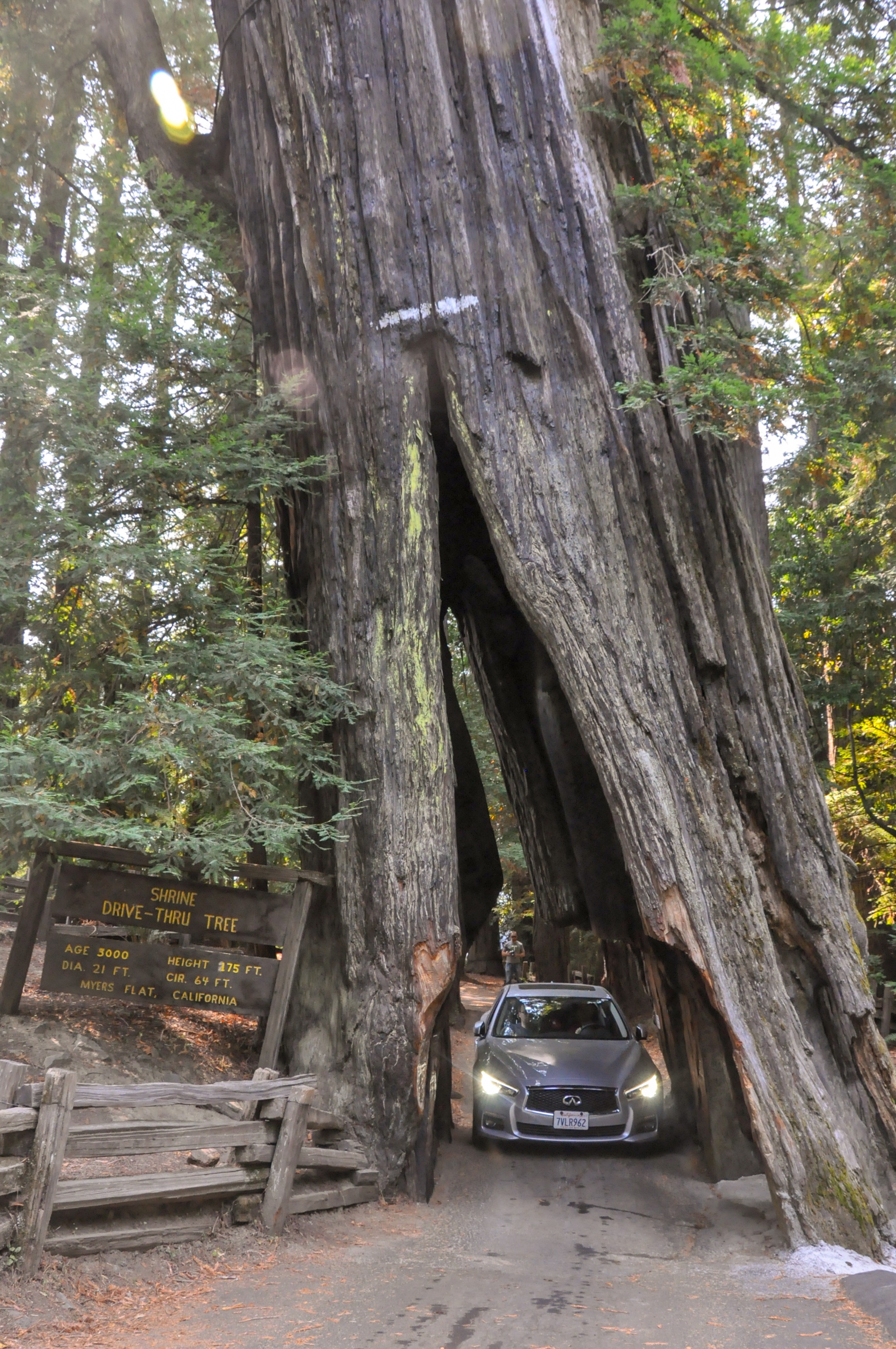 California Redwoods With Kids - Tiny Trailblazers